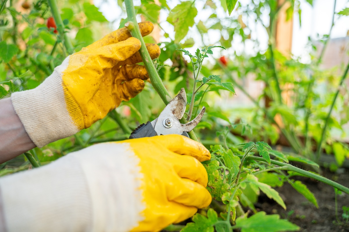 A gardener gets rid of a tomato plant.