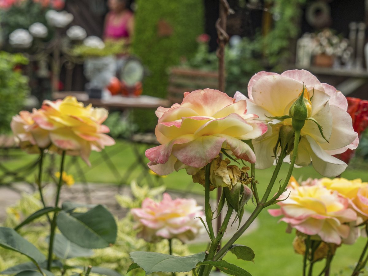 Blooming light pink roses in the foreground of a green garden.