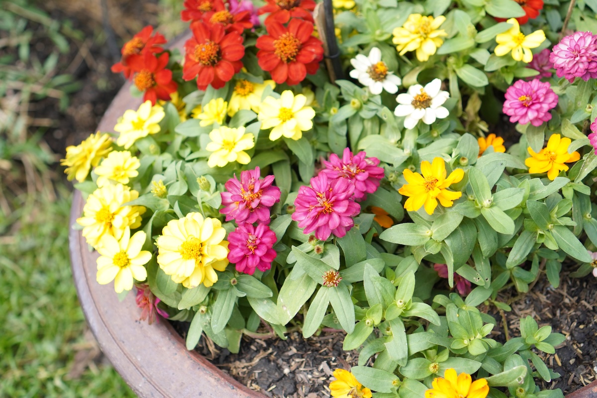 Creeping zinnia flowers in a planter on a patio.