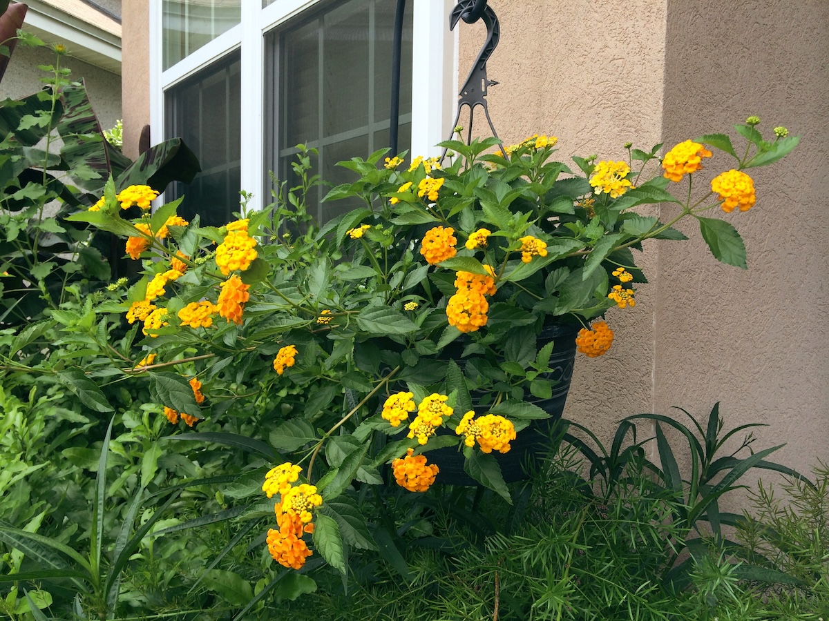 Lantana flowers in a hanging basket outside of a residential home.