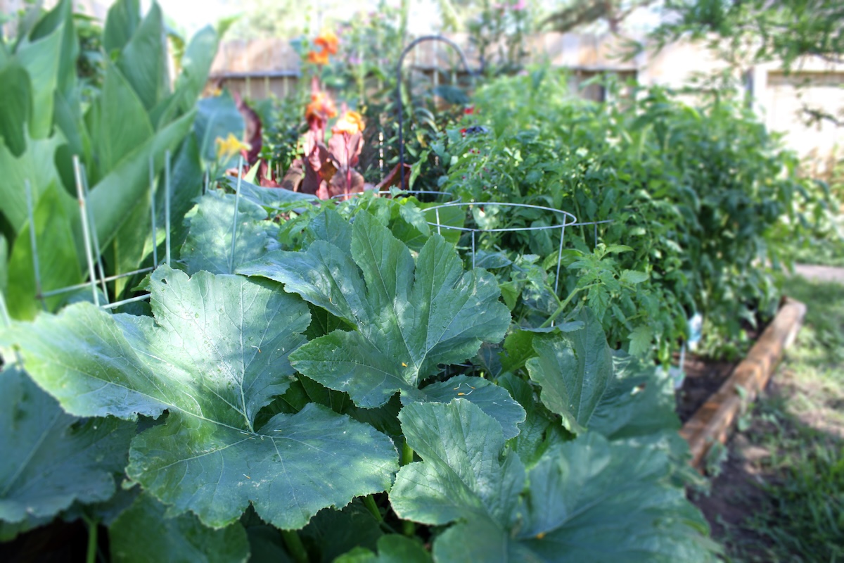 An overcrowded raised bed vegetable garden in a backyard.