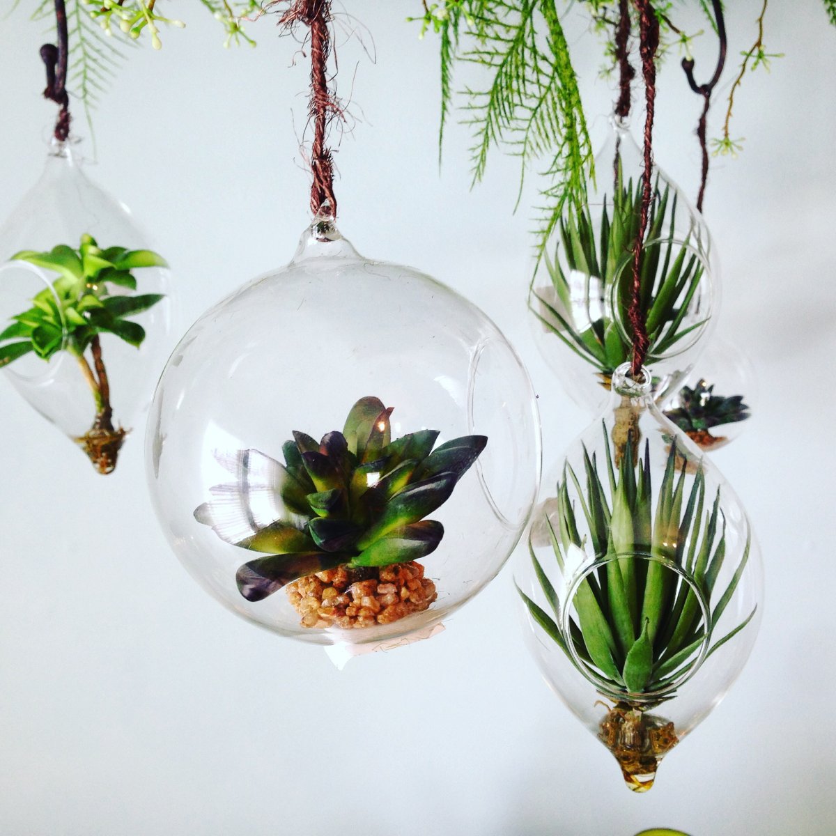 Air plants growing in hanging glass globe containers.