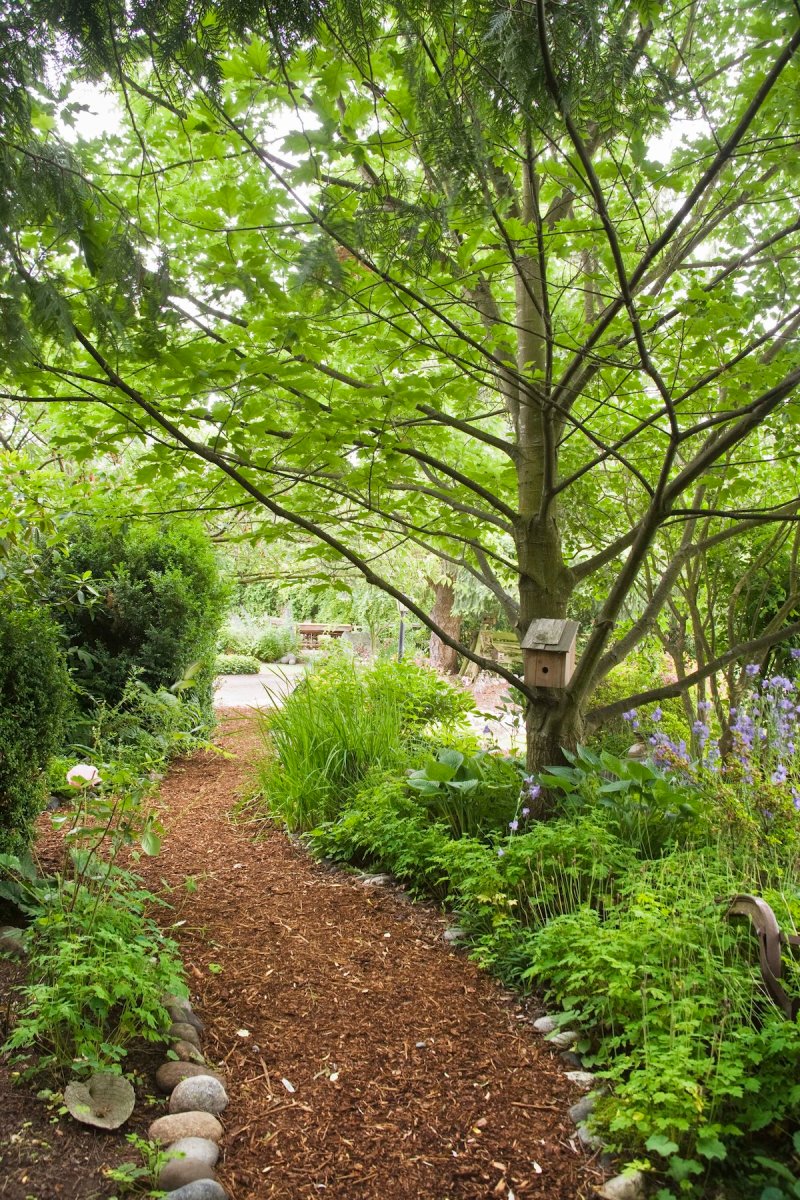 A cheap DIY garden path made with wood mulch.