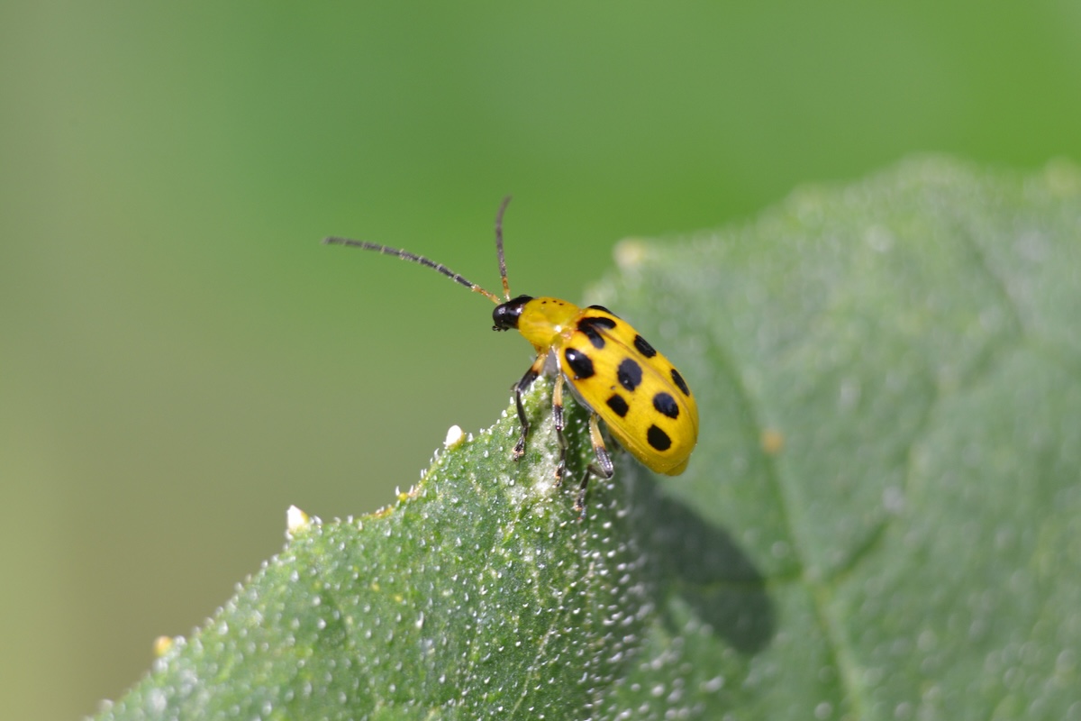 A spotted cucumber beetle crawling on a plant leaf.