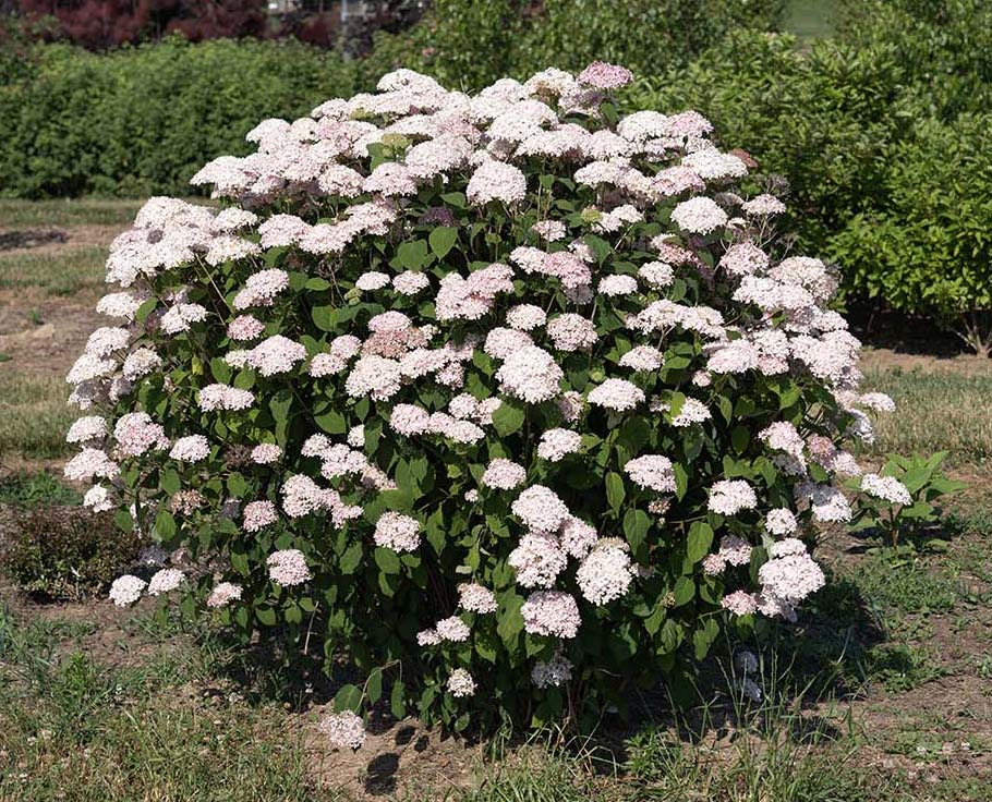 American Lace Pink Hydrangea