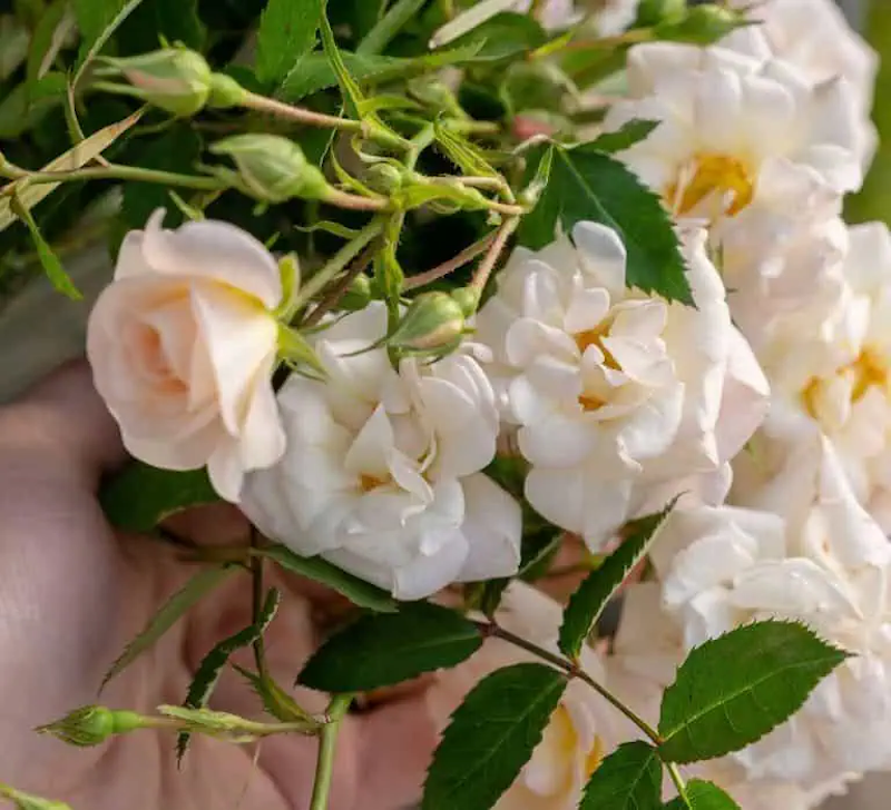 Ivory Blush Rose from Southern Living plant collection.
