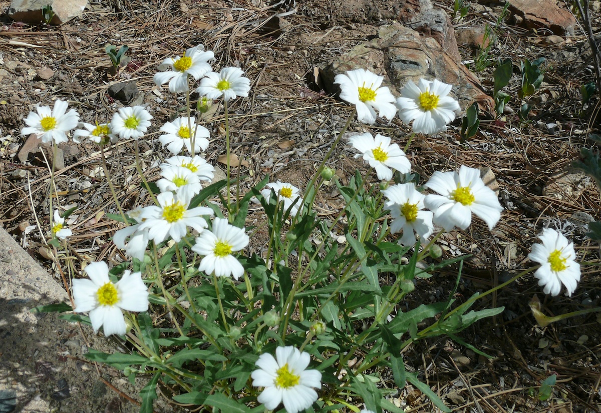 Blackfoot daisy growing in a yard.