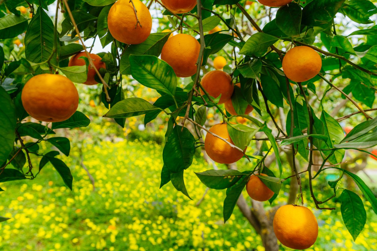 Ripe oranges on a tree.