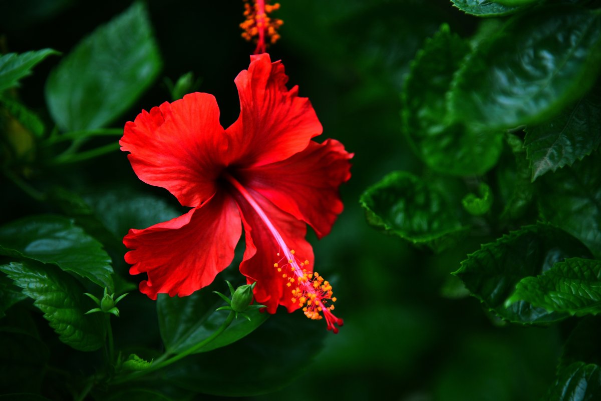 Red hibiscus flower.