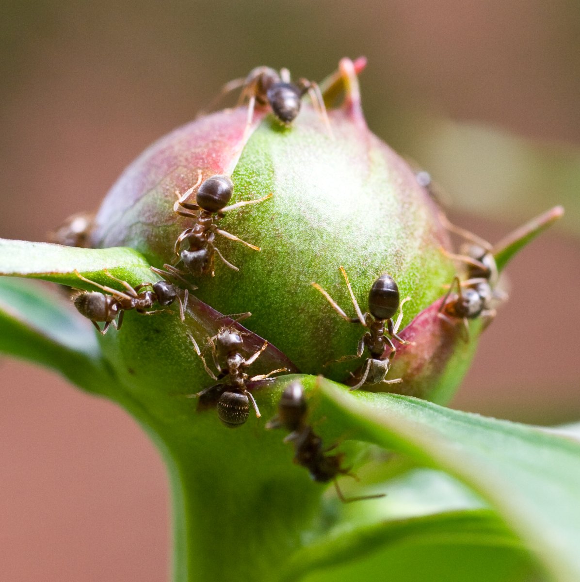 Ants swarm over a peony bud, attracted by the sweet sticky substance it oozes.