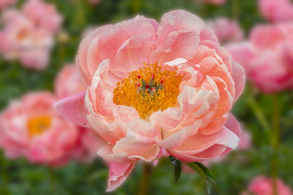 Pink Peony in a Garden