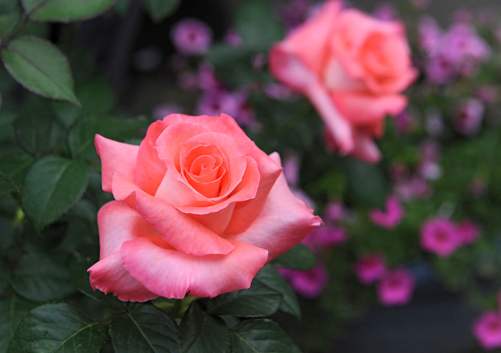 Pink roses in a backyard garden.