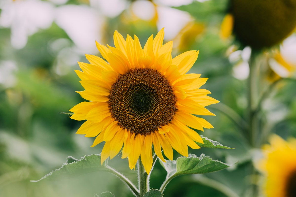 Bright yellow sunflower blooming in a garden.