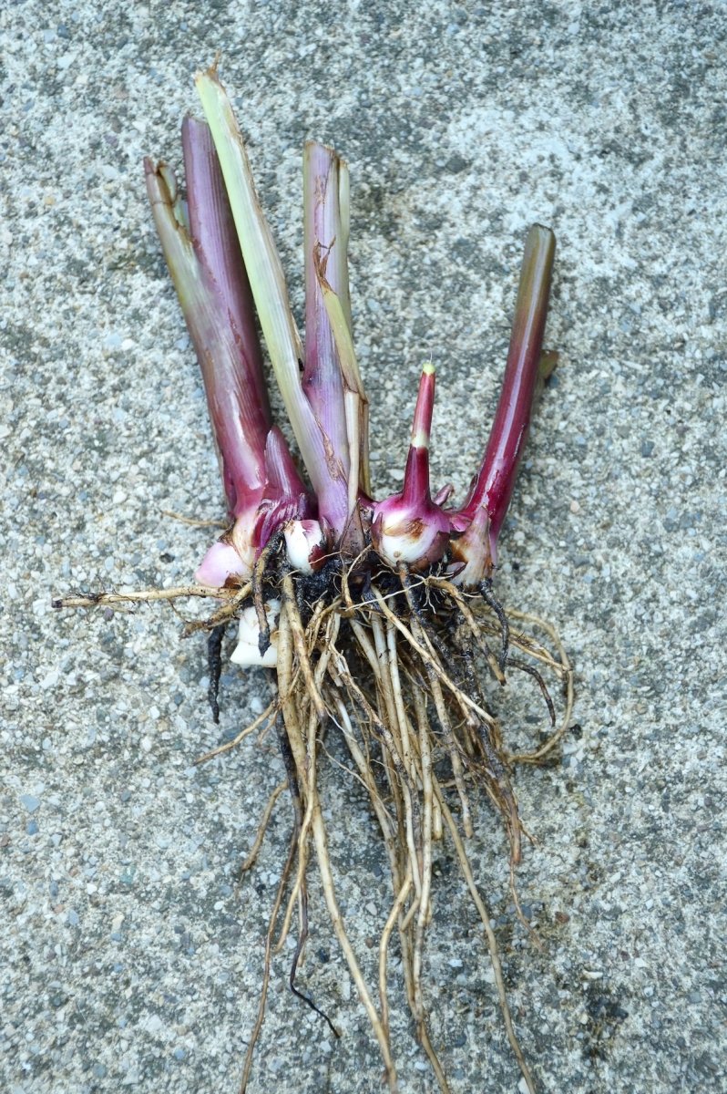 Canna lily rhizomes dug up from a garden.
