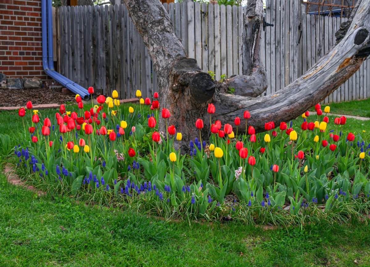 Tulips under a tree in a suburban yard.