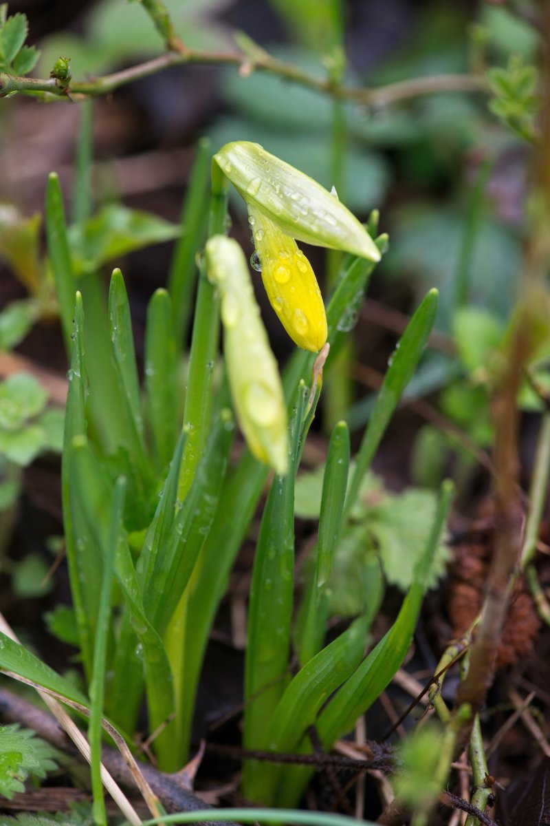 New daffodil flower growing from a bulb planted in a yard in the fall.