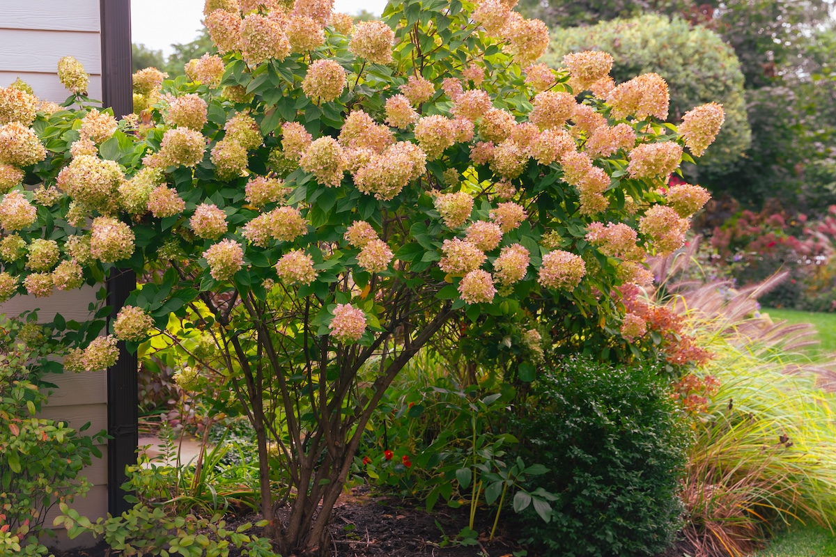 Limelight hydrangea shrub planted next to a house.