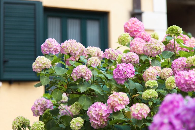 Pink hydrangeas growing next to a home.