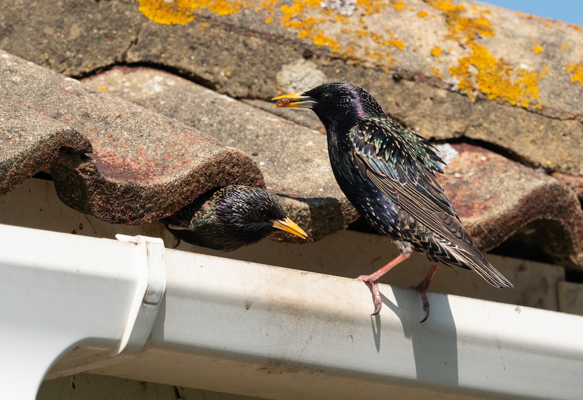 Starling birds in gutters on a home.