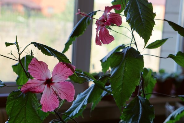 A blooming tropical hibiscus plant overwintering in a home.