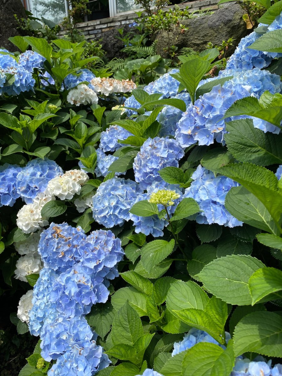 Blue hydrangea shrubs growing next to a house.