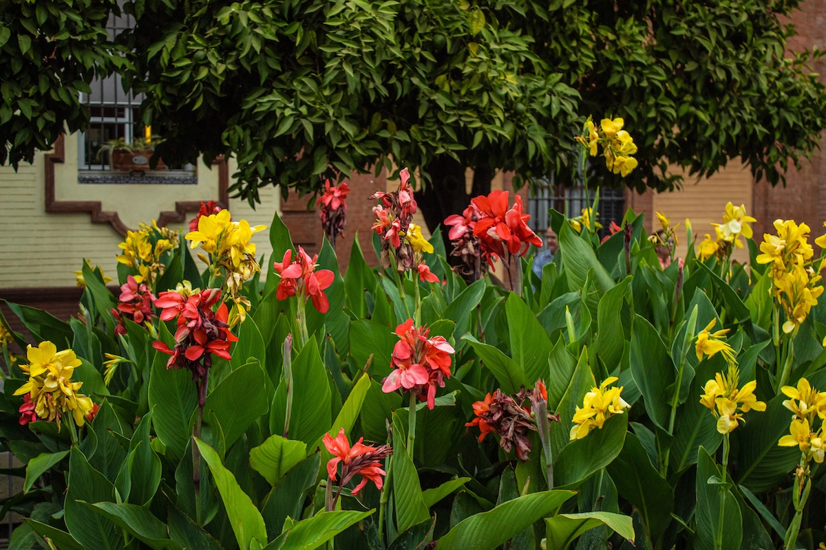 A canna lily garden outside of a suburban home.