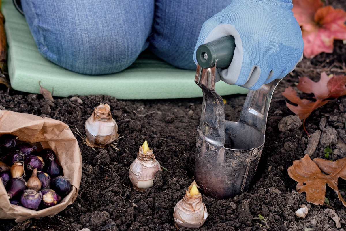 A DIYer planting bulbs in the yard in fall.