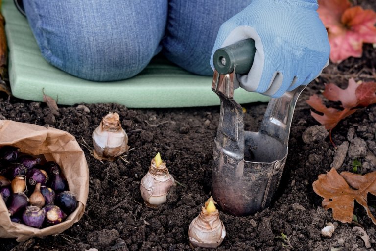 A DIYer planting bulbs in the yard in fall.