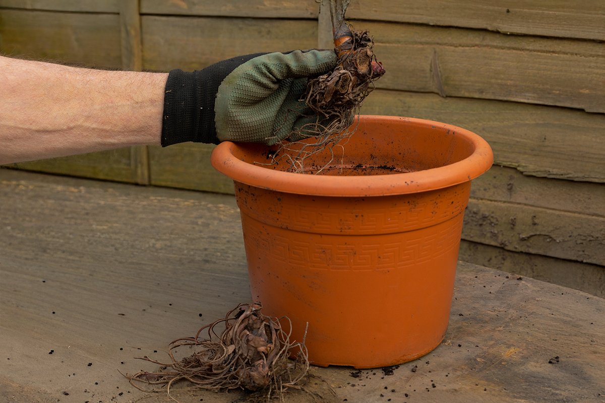 Canna lily rhizomes getting ready to cure for winter storage.