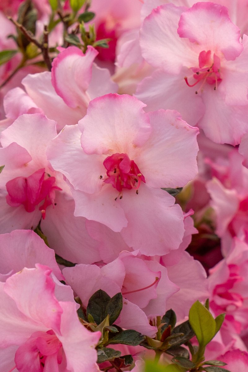 Autumn Kiss pink flower