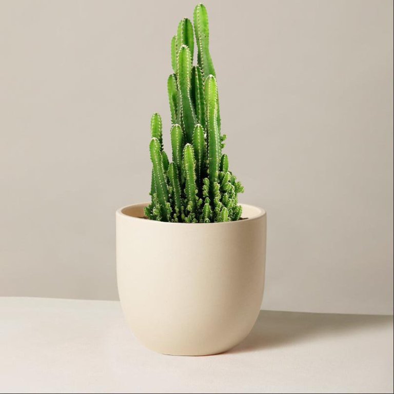 Bob Vila's Top Gifts Plant of the Month Gift Subscription at The Sill