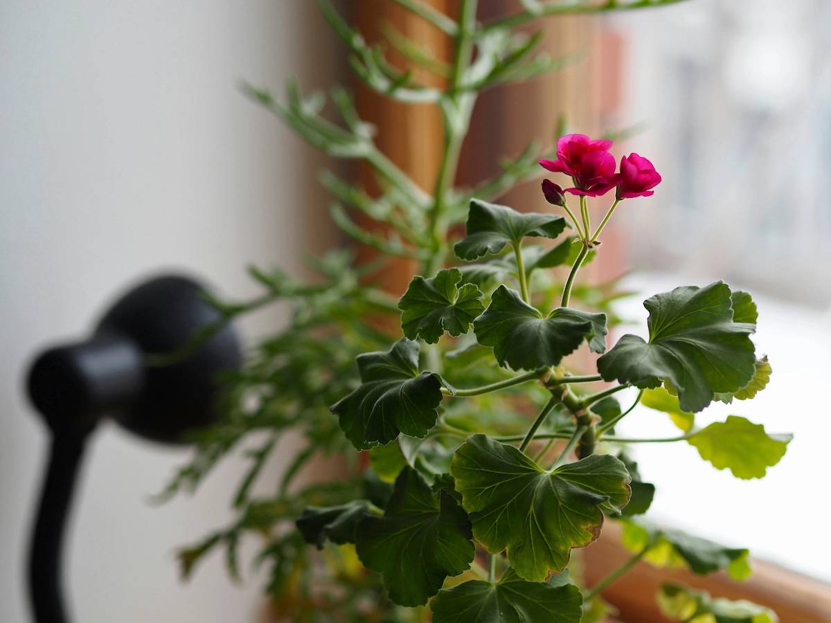 A flowering plant overwintered indoors.