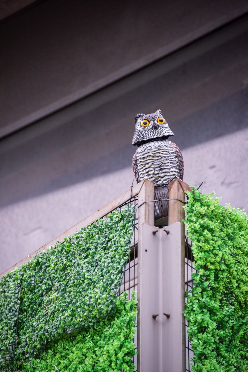 View of an owl decoy to scare away birds.
