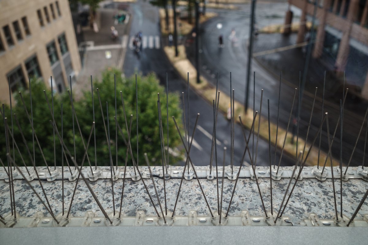 Gutter spikes for birds on a building.