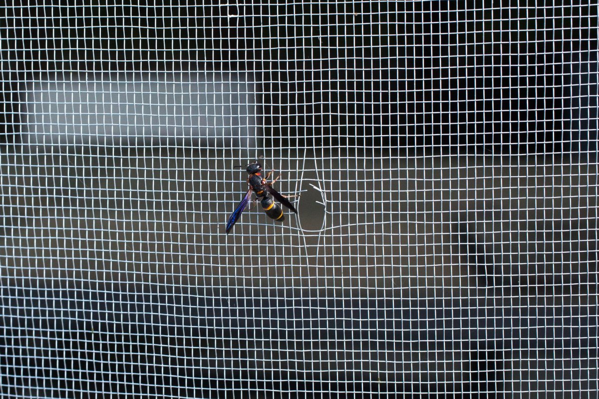Black wasp emerging from hole in window screen or screen door.