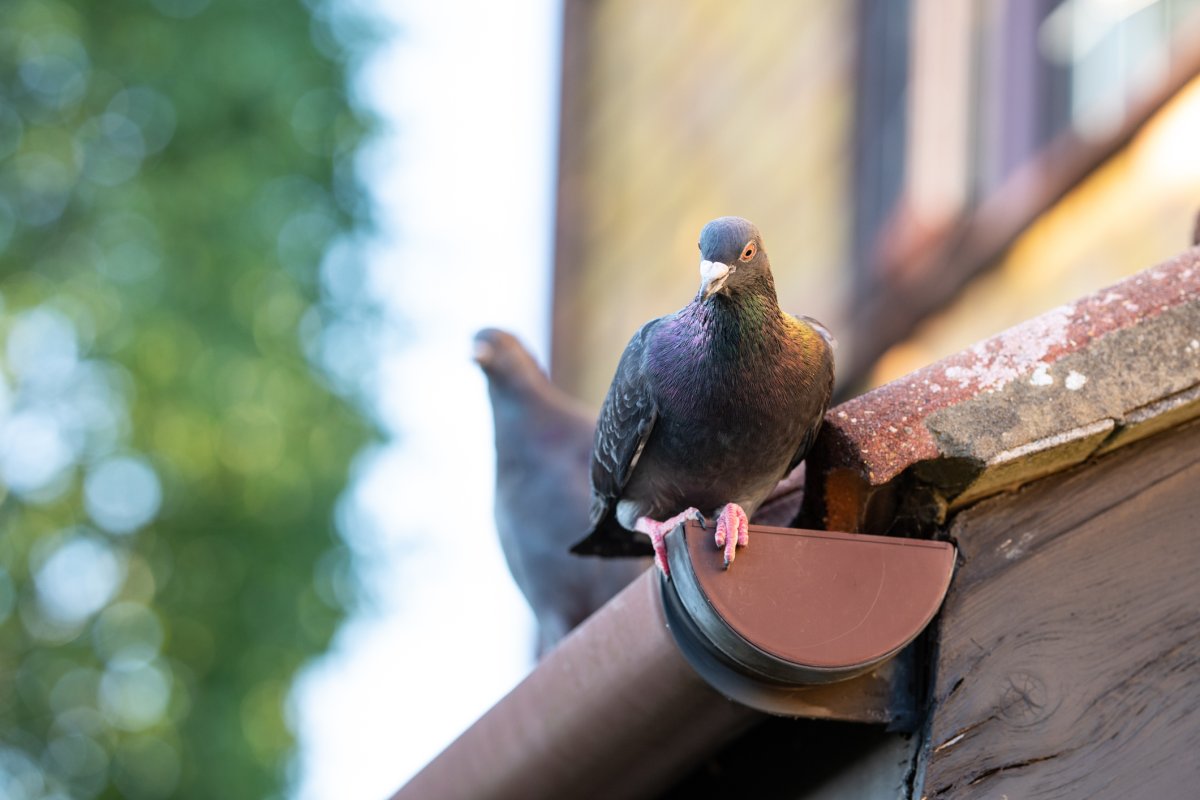 Pigeons sitting in a gutter of a house.