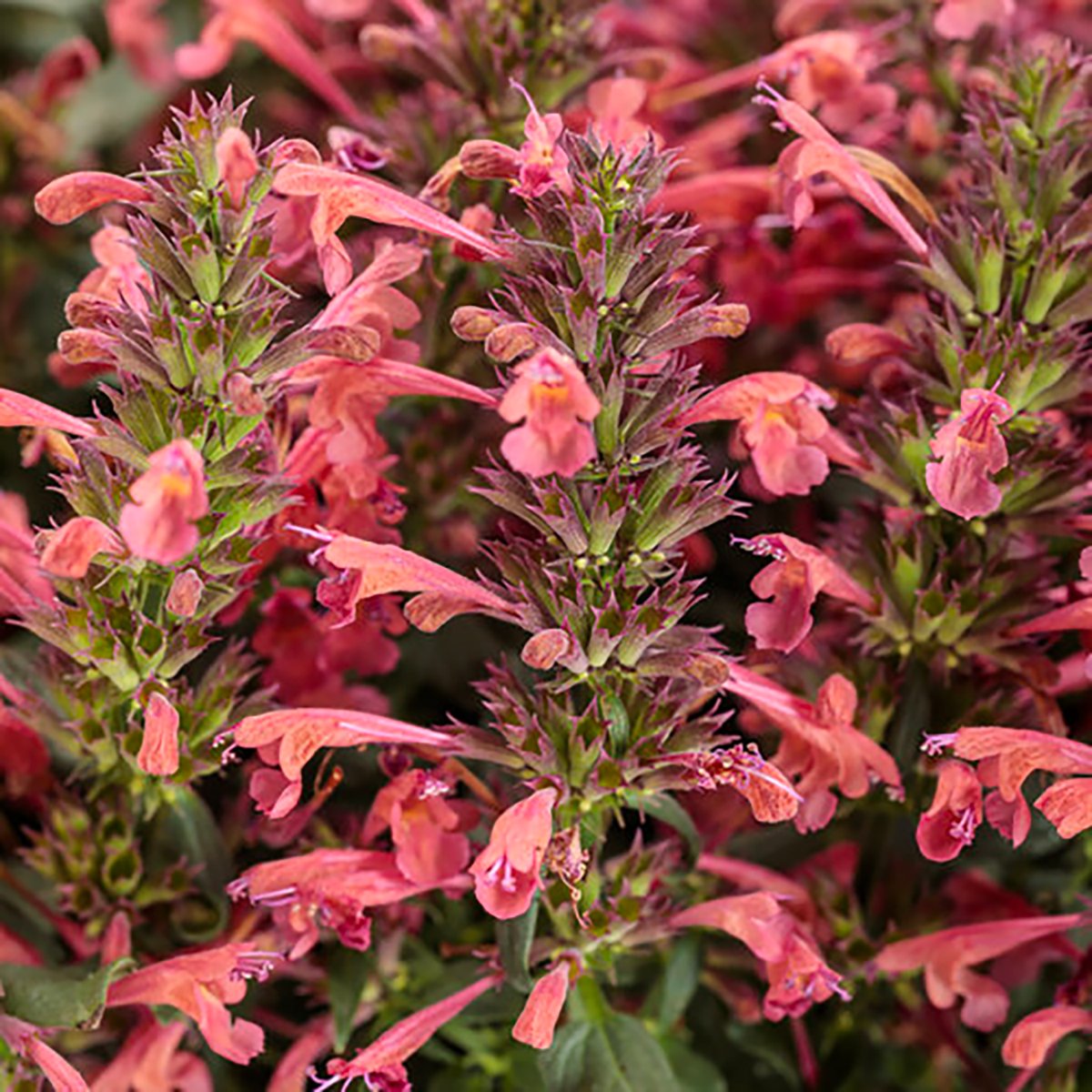 Maestro Coral azaleas.