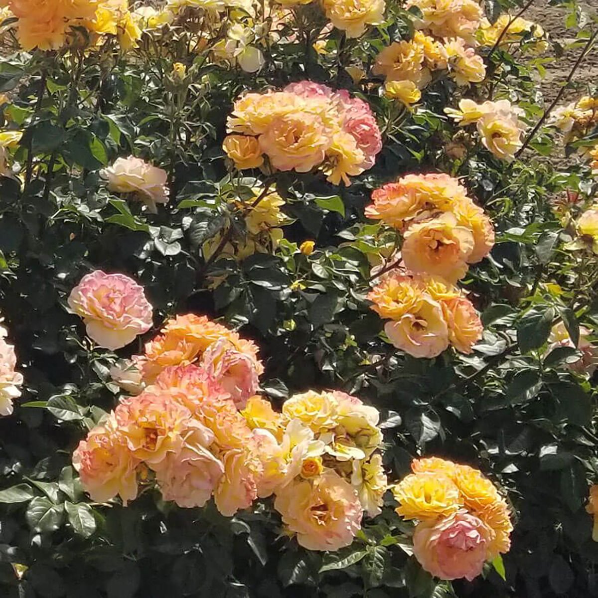 Ruffled romance roses in a home landscape.