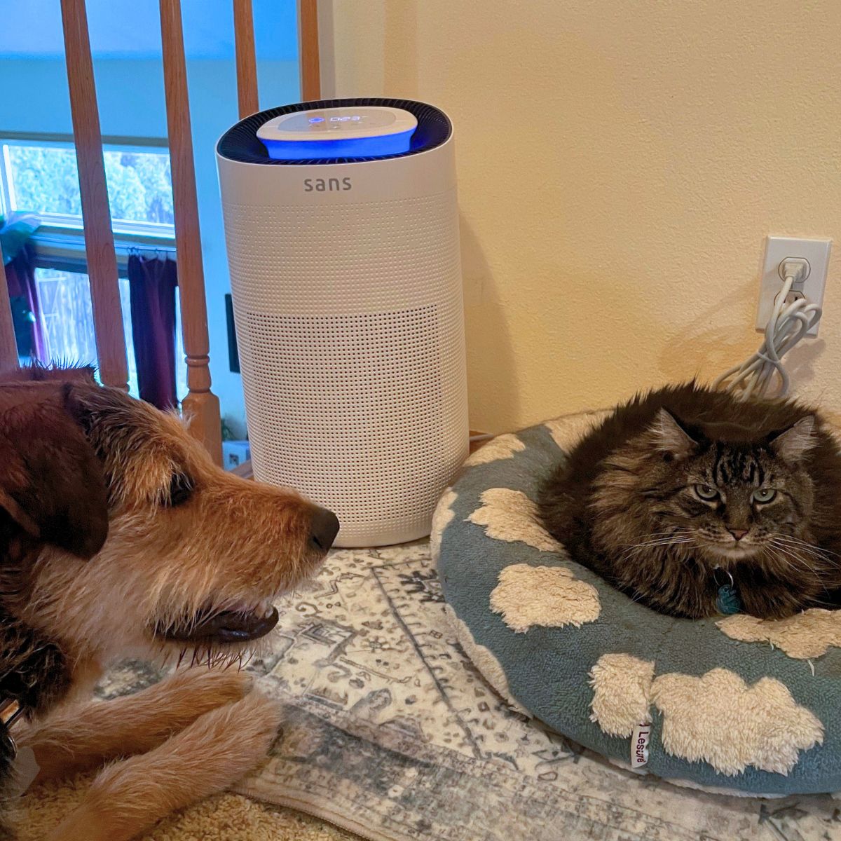 Sans Whole Home Air Purifier running next to pet beds, filled with pet fur dander