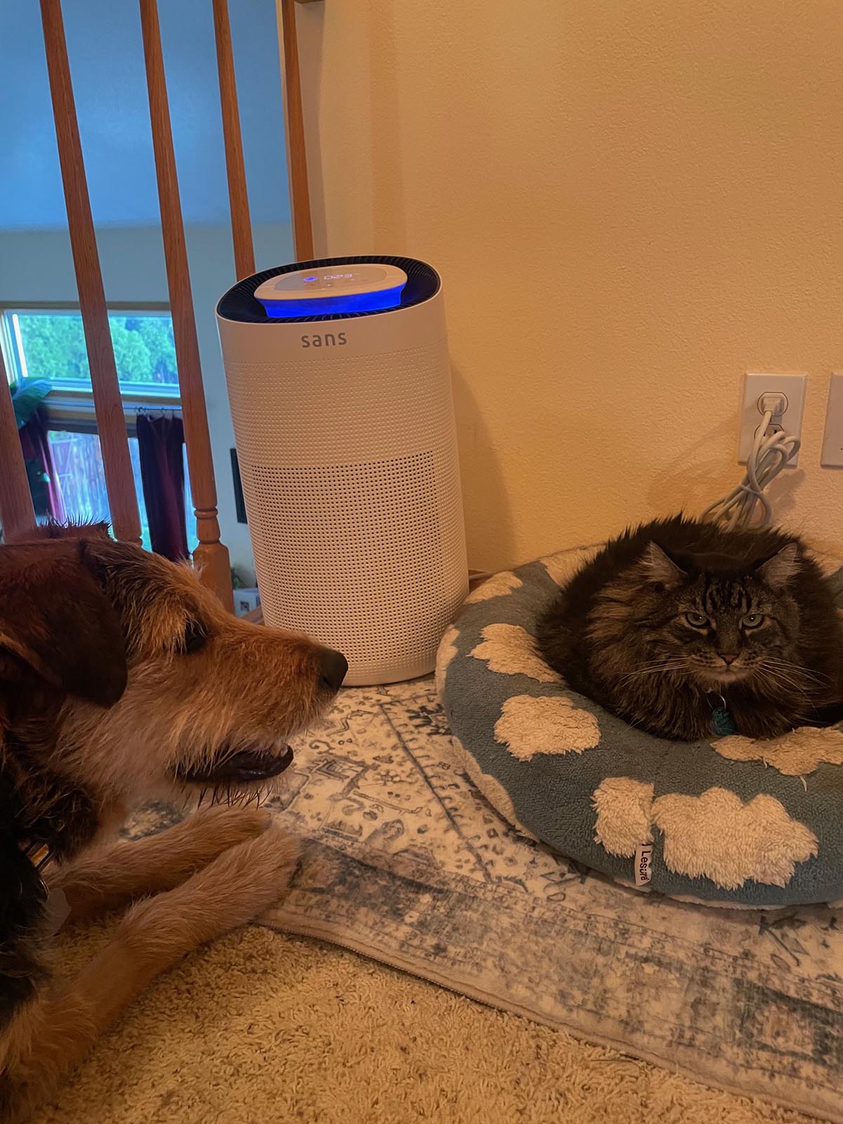 Sans air purifier with pets