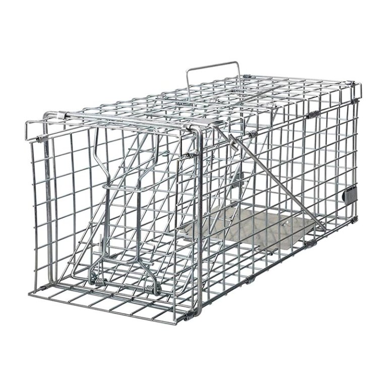 The Best Squirrel Traps Option Gingbau Foldable Human Live Squirrel Trap