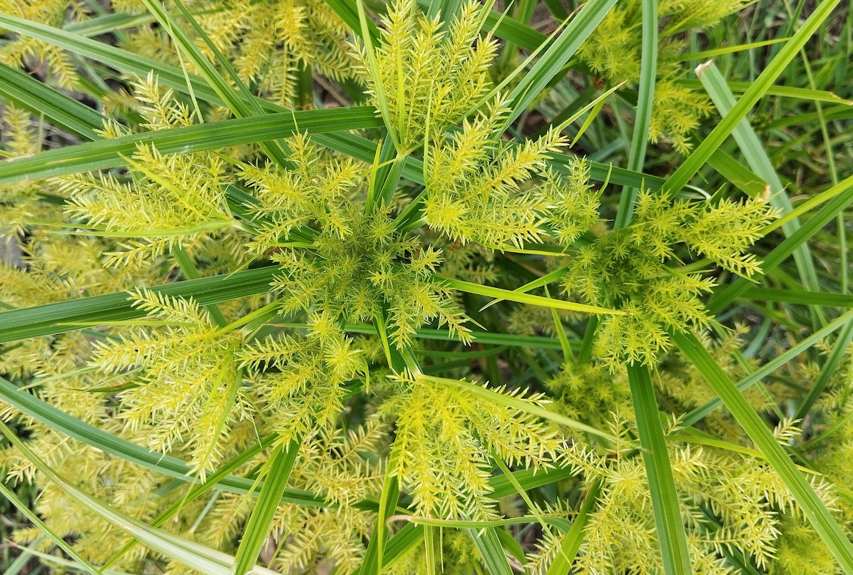 Closeup of yellow nutsedge (Cyperus esculentus)