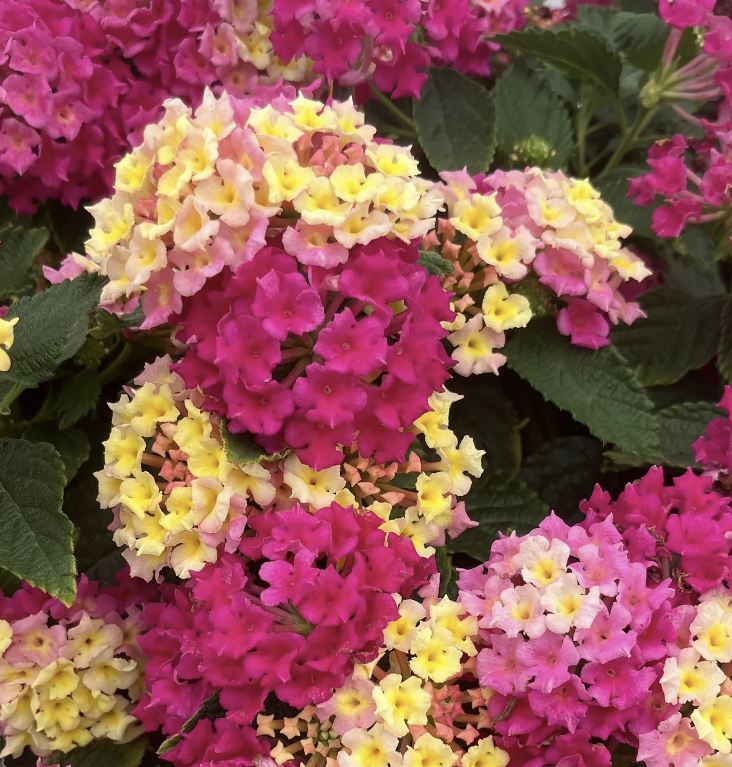 Fiesta™ Limonada Rosa Lantana