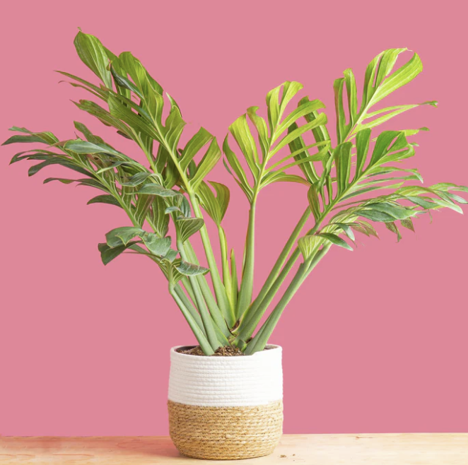 Monstera Pinnatipartita