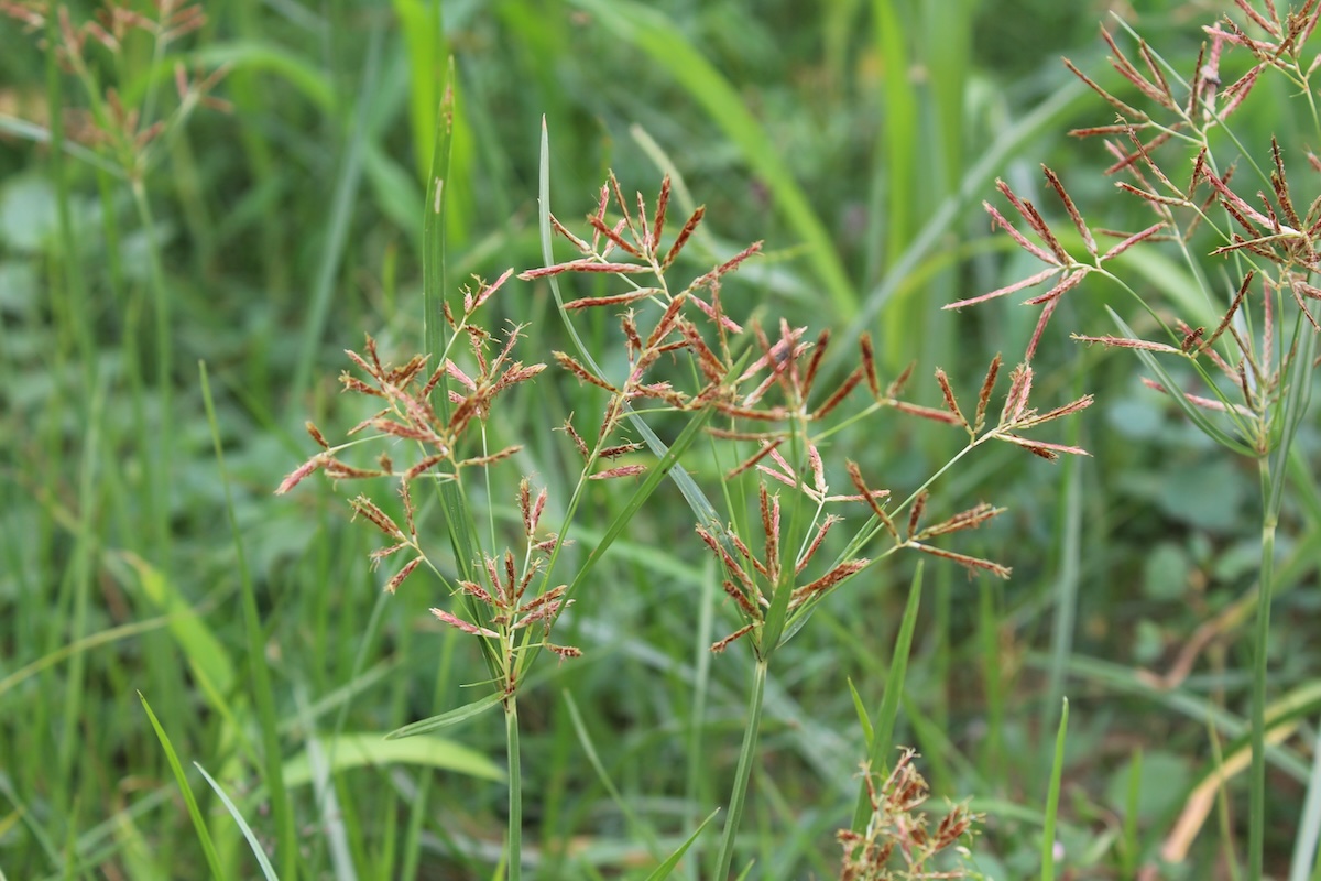 Cyperus esculentus, chufa sedge, or the nutsedge weed, growing in a pasture.