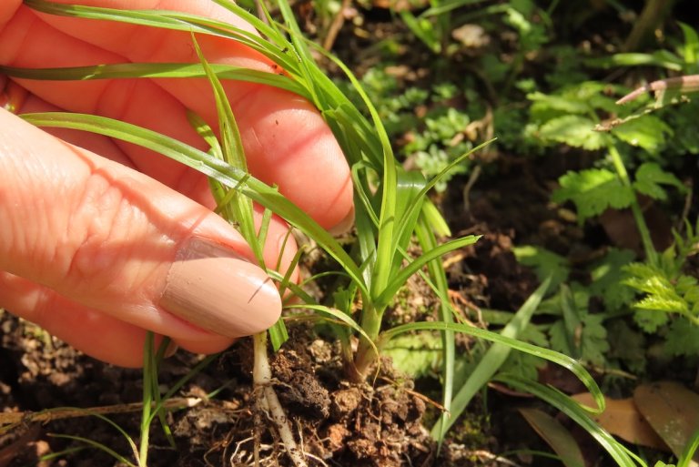 Woman manually removes cyperus weed from ground.
