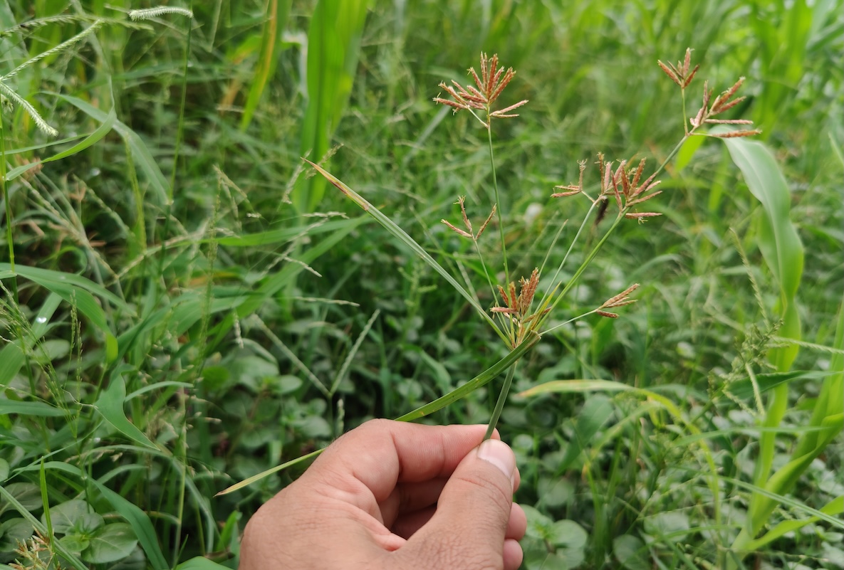 Person holding purple nutsedge between the fingers.
