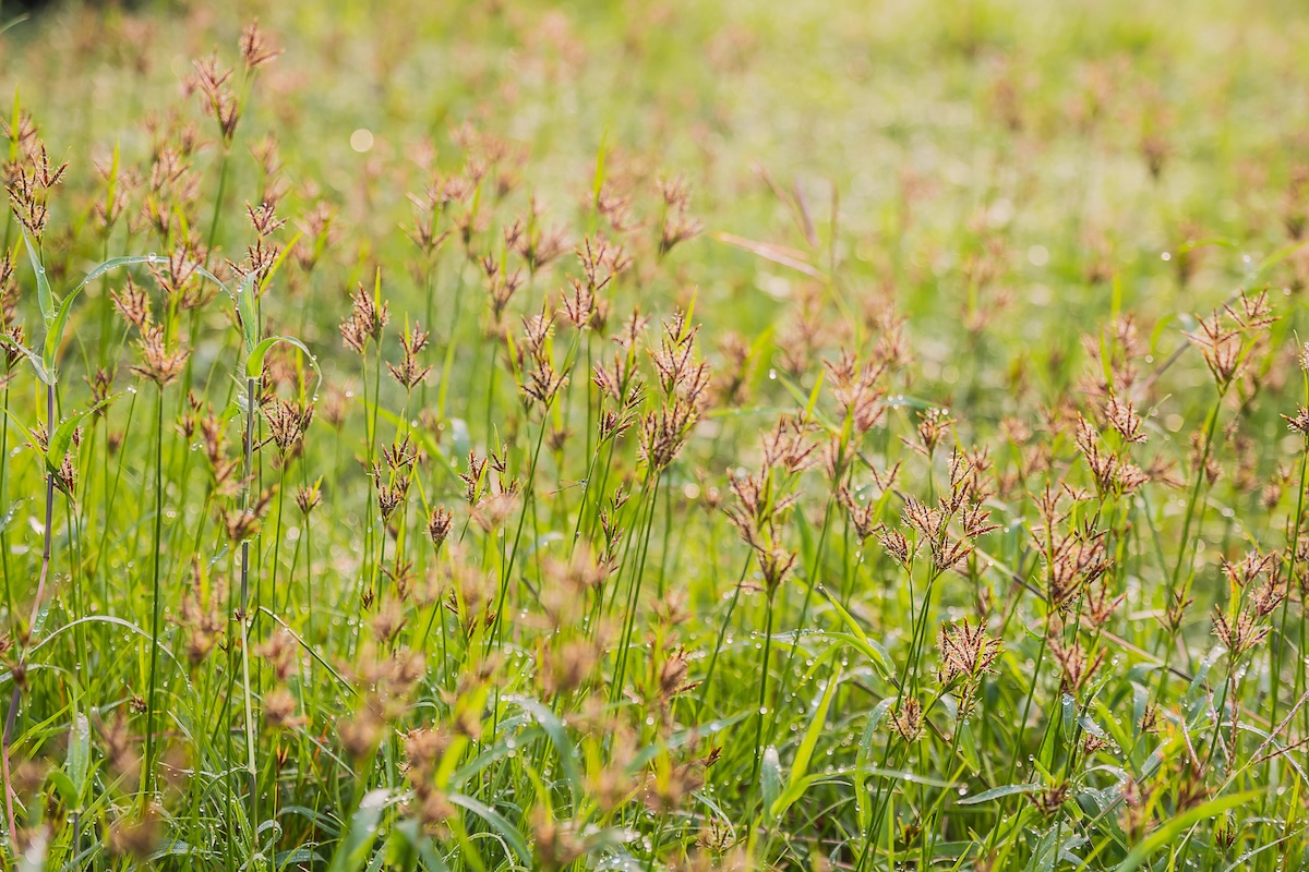 Purple nutsedge (Cyperus rotundus) field