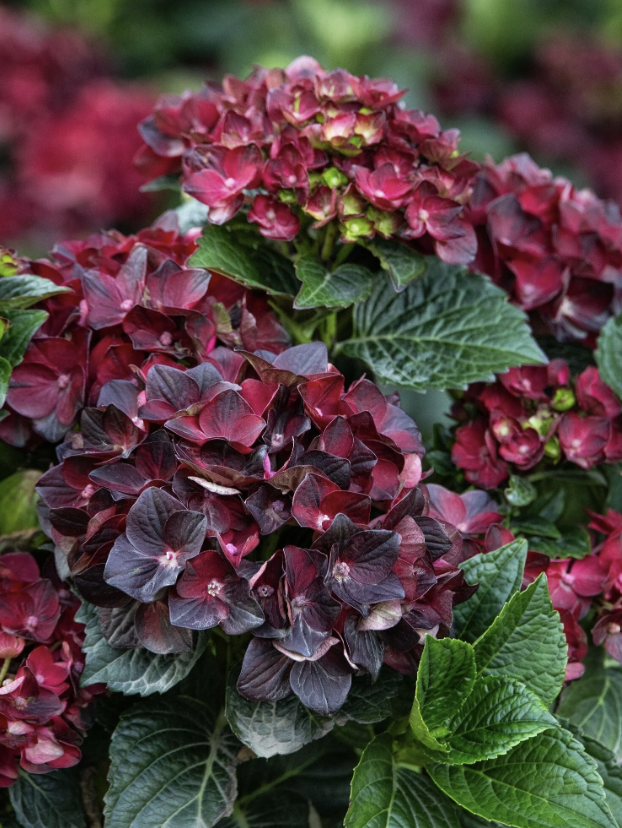 Centennial Ruby Hydrangea