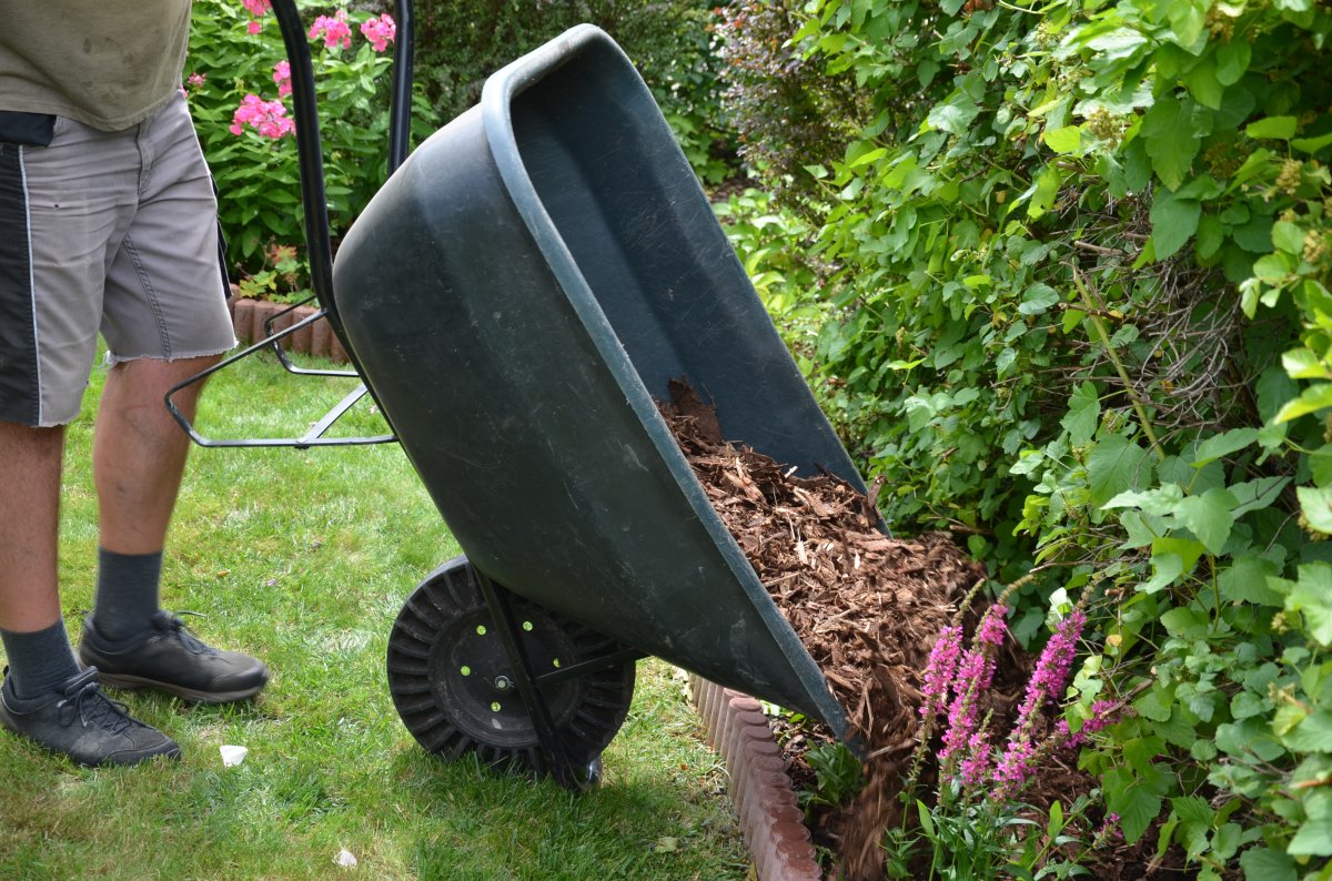 Man dumping wood chips bark mulch on a flower bed using a wheelbarrow